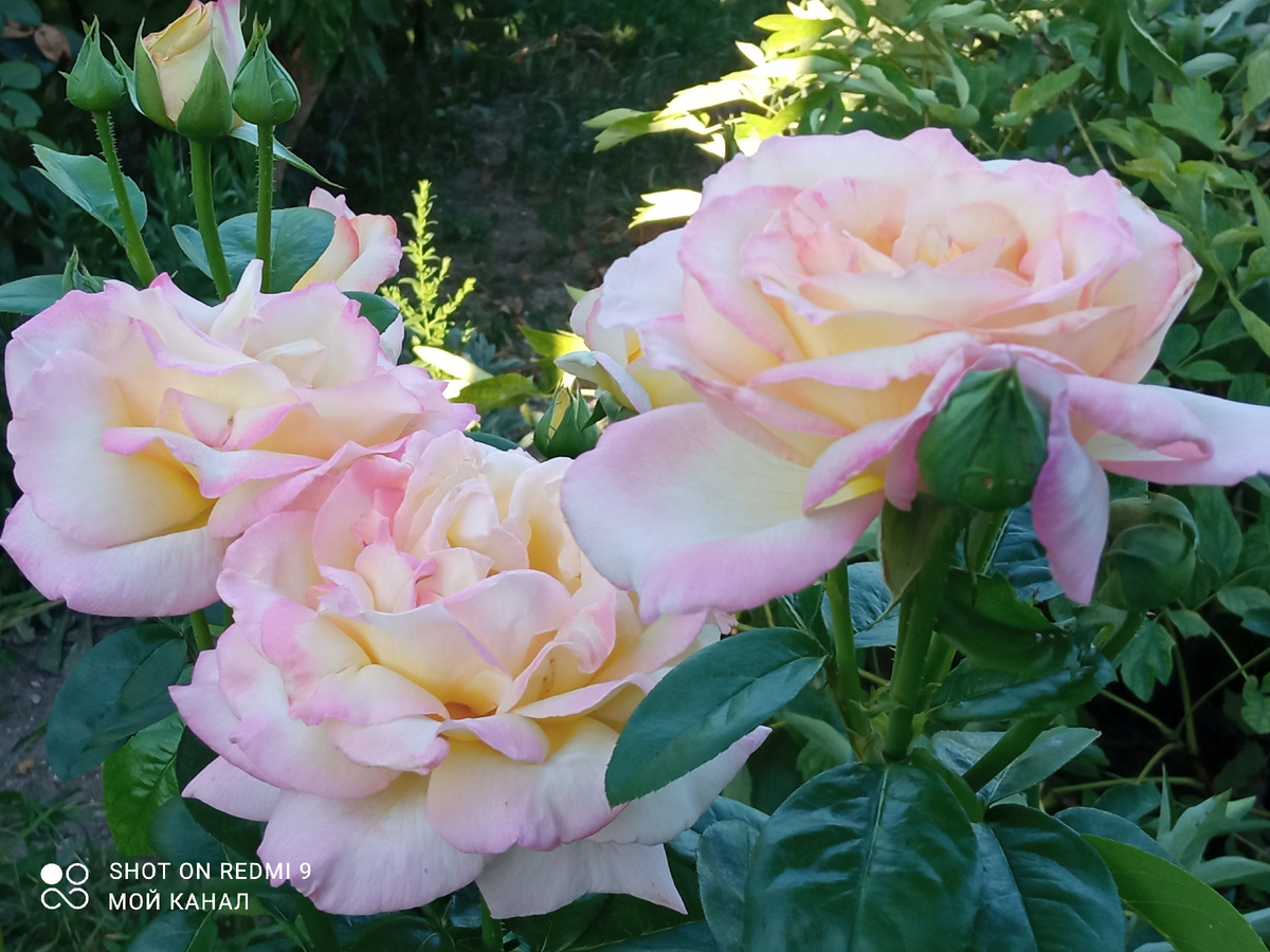 Ч/г роза Глория Дей. Одна из самых первых в моем саду. Фото автора.
