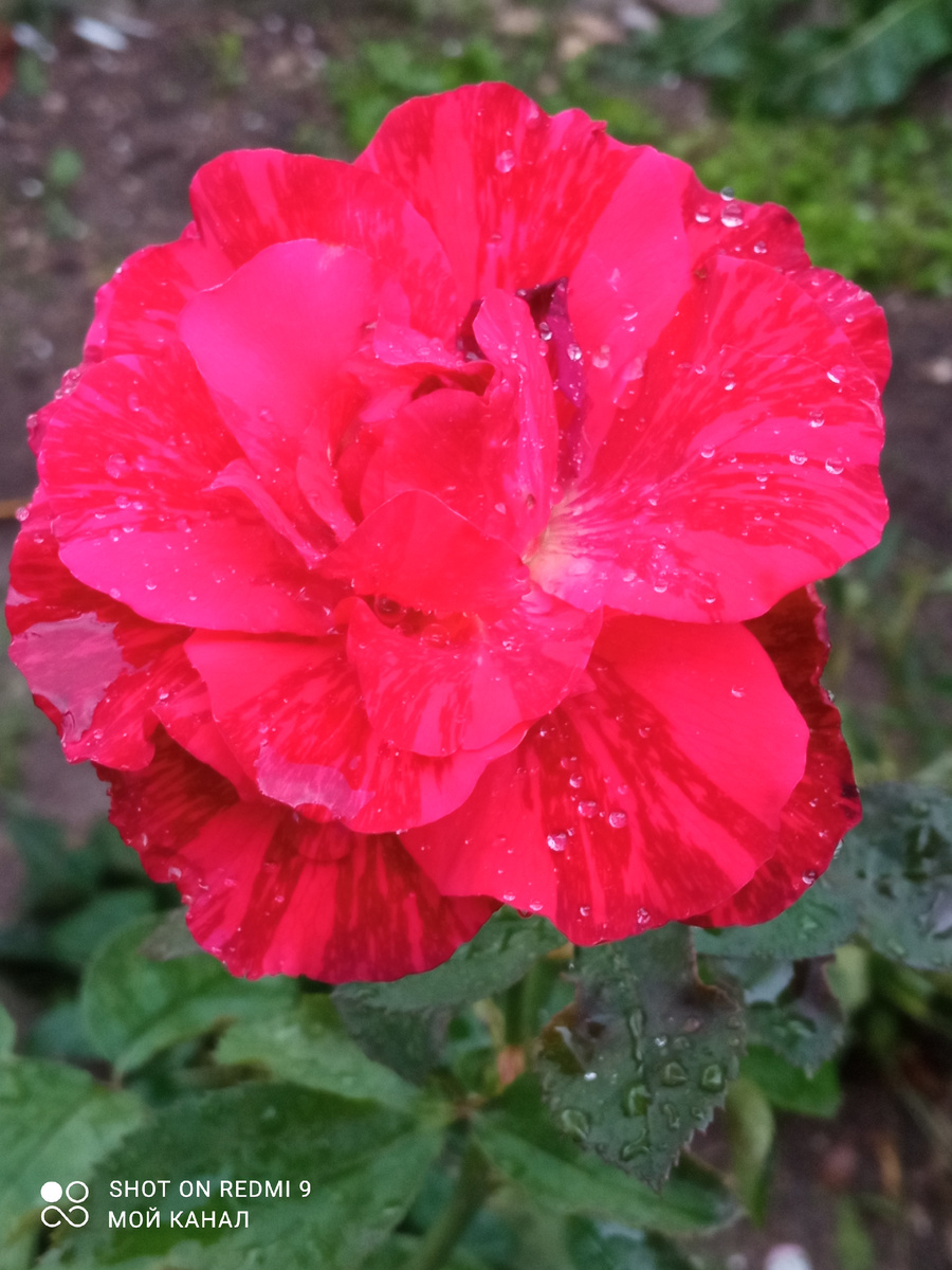 Ч/г роза Рэл Интуишен. Сохранилась половина куста с 5-ю побегами. Фото автора.