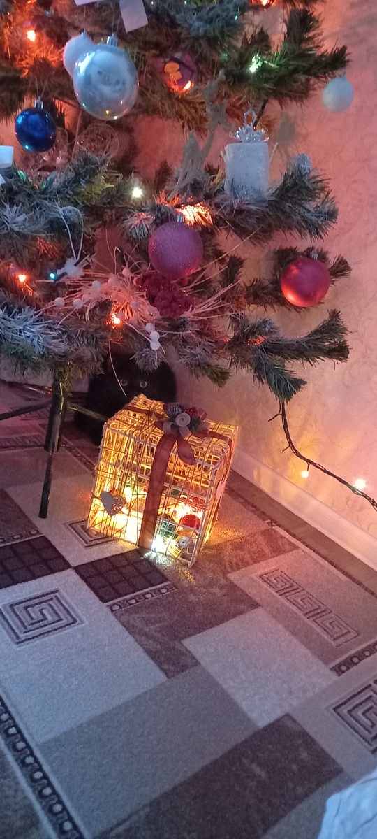 Котик сестры. Уже спрятался и всех подозревает)