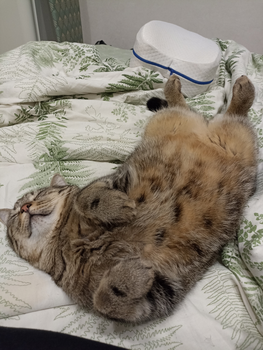 Я люблю спать в такой позе, распушив пузико! Улыбаюсь, во сне ловлю больших Рыбов) 