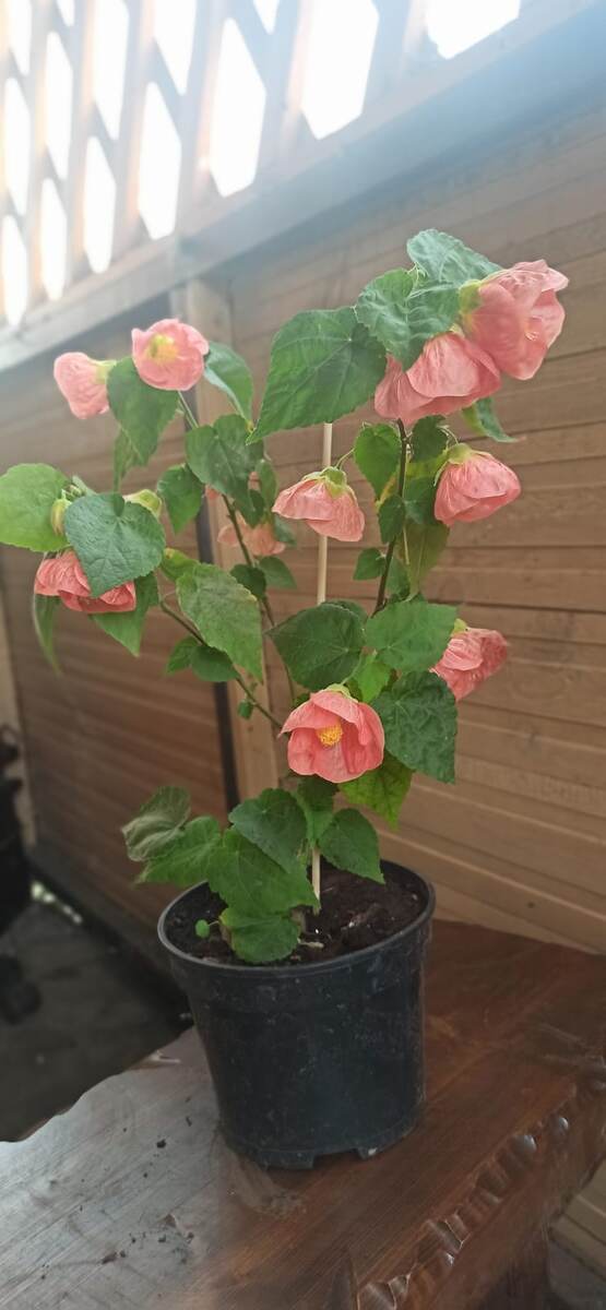 Абутилон. Фото Ромашкиной Татьяны 