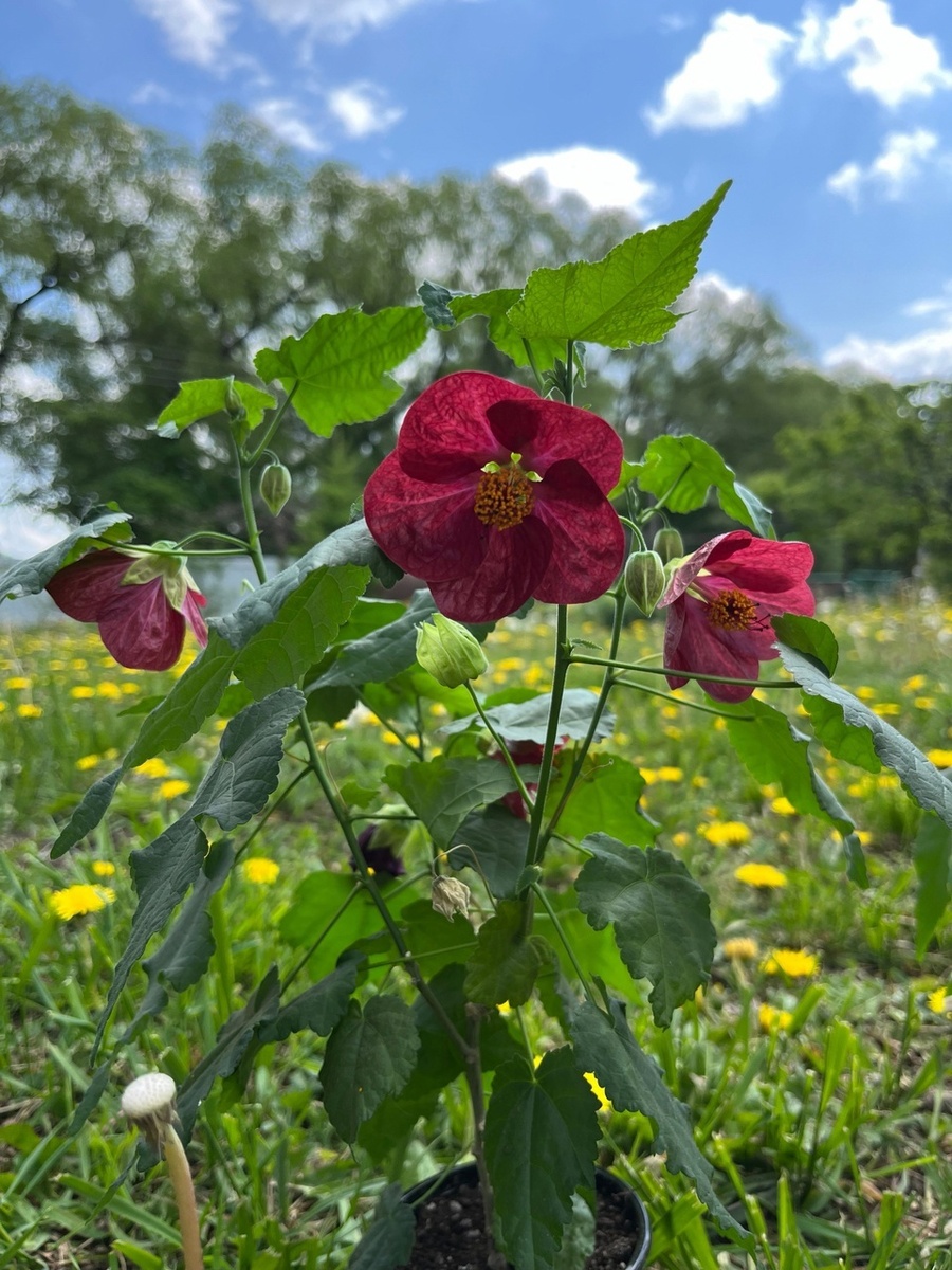 Фото Ромашкиной Татьяны 