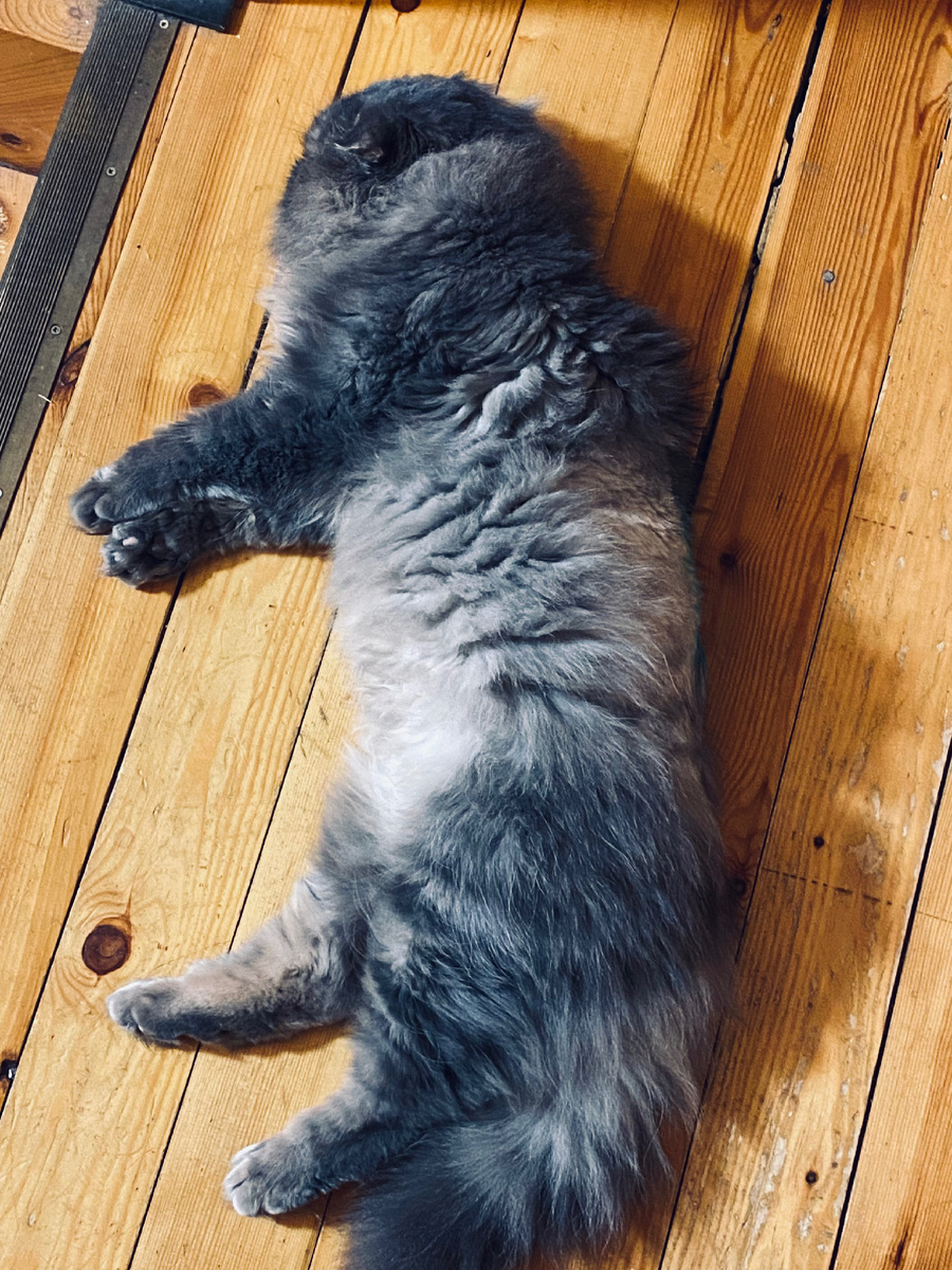 Лестница на замке! Хозяева мимо меня не пройдут!