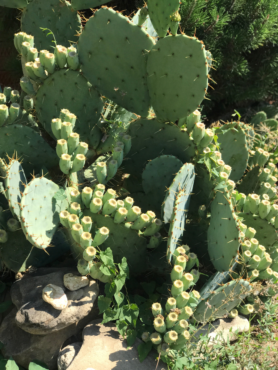 03.08.2024 Фото материнского растения