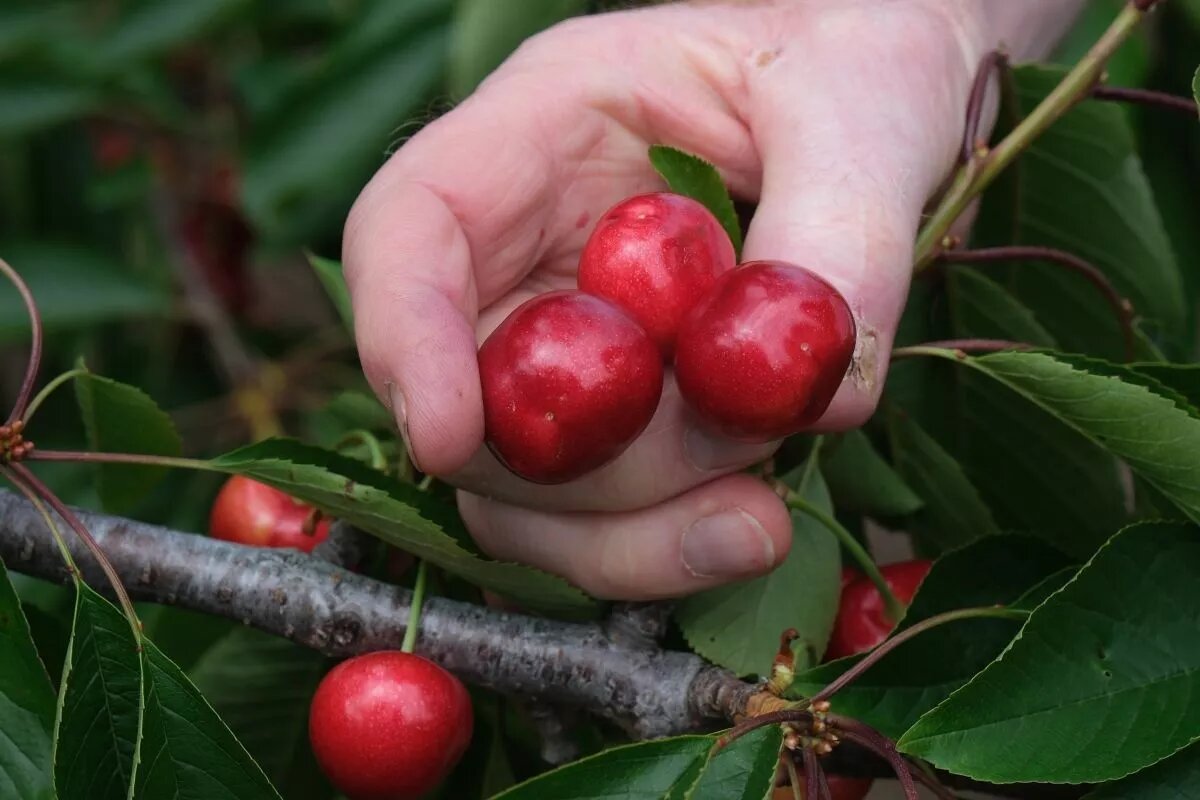 Как предполагают генетики, родина черешни – побережье Черного моря.
Фото: Михаил Ступин