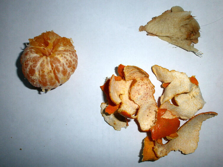    Пример цитрусовых, как возможных ингердиентов Фото: Андрей Кашкаров, личный архив