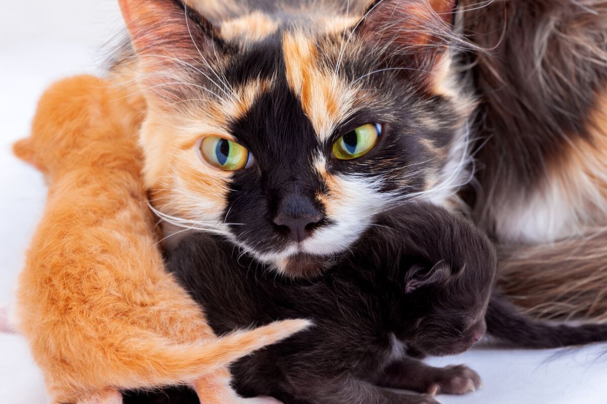 Кошка с котятами 