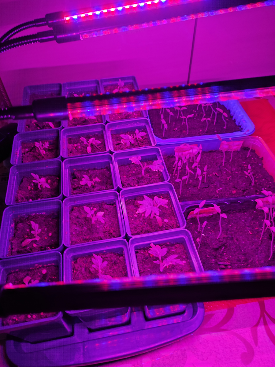 Фото автора, фитолампа, март 2024 года