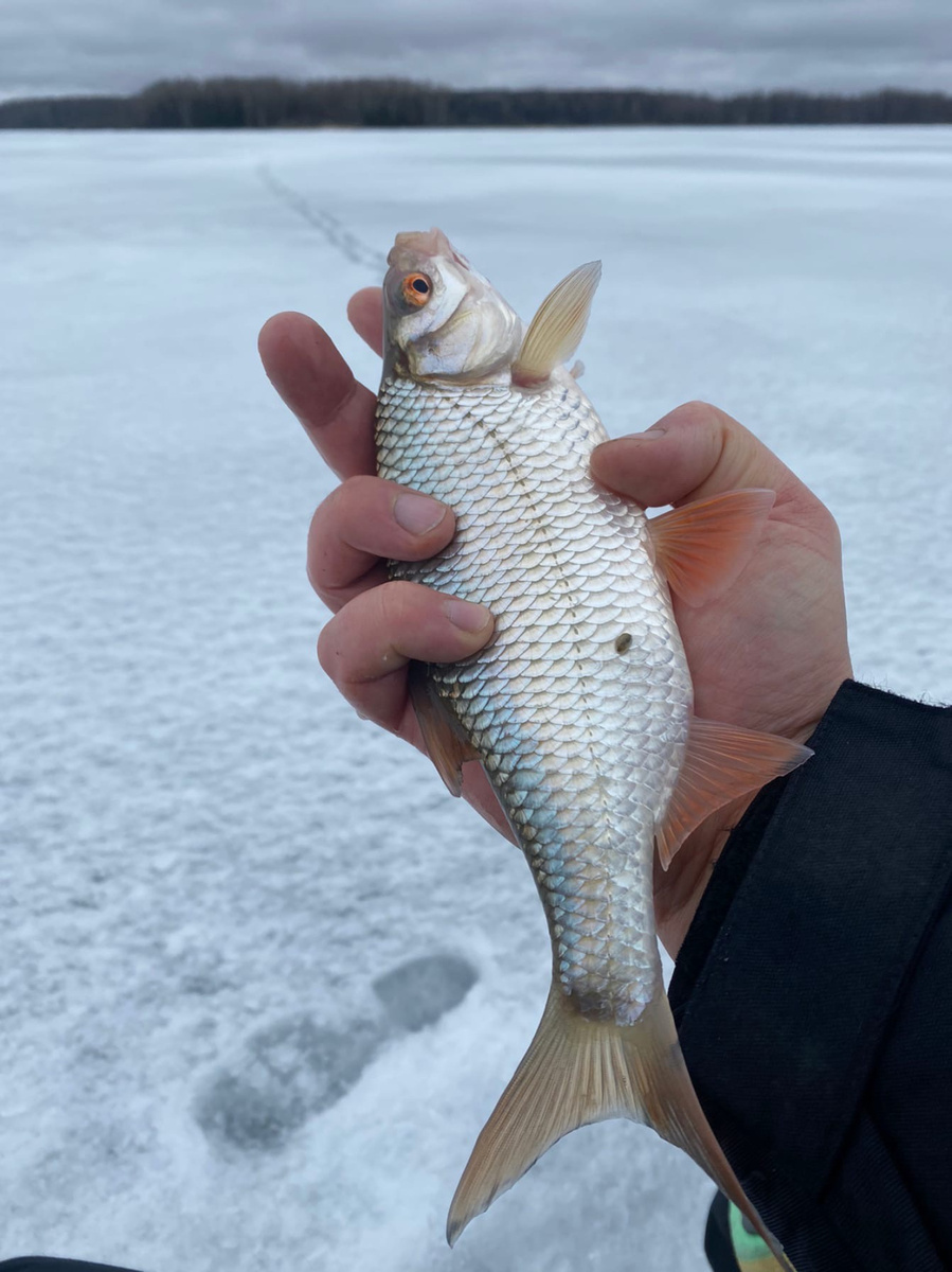 "Поводочная" леска, она же "зимняя", она же "летняя".