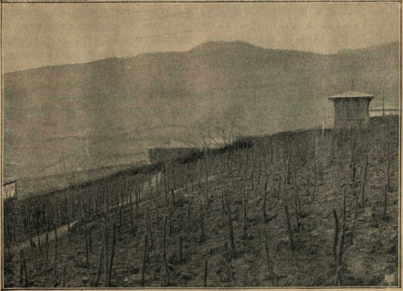 Виноградники "Гастрии".