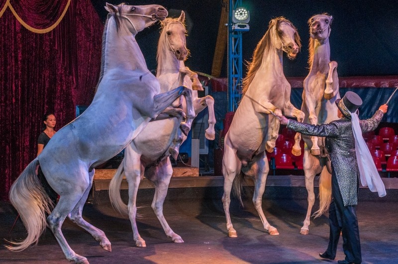 Подопечные Елены Павлович, Лошади на свободе, фото отсюда https://yakubovskie.ru/