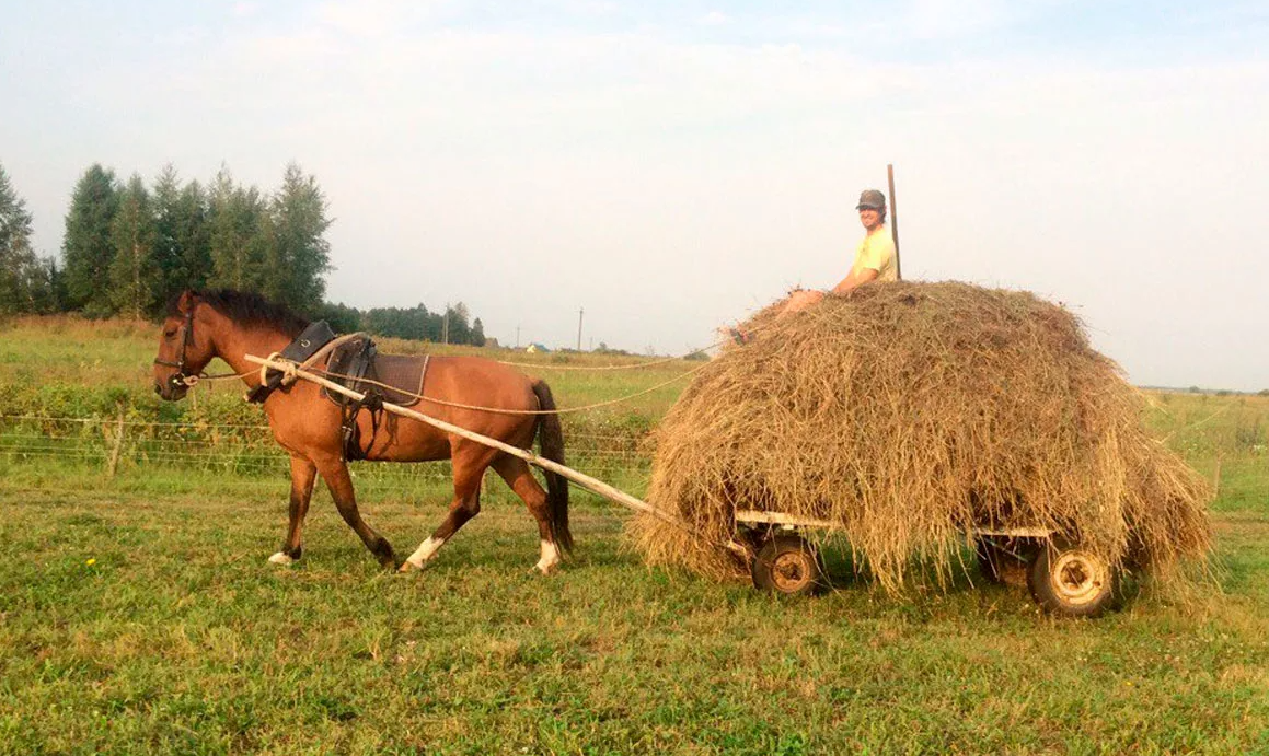 Яндекс картинки