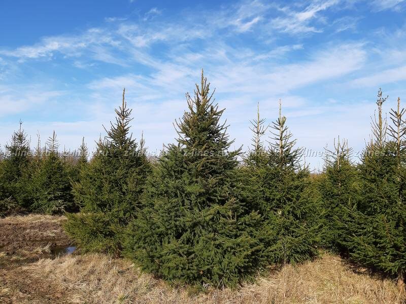 Фото из открытых источников.