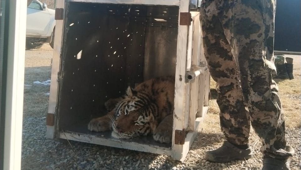     Источник: siberian_tiger_center