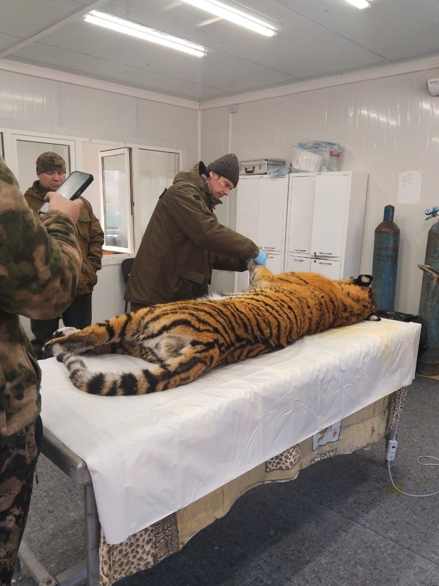     Источник: siberian_tiger_center