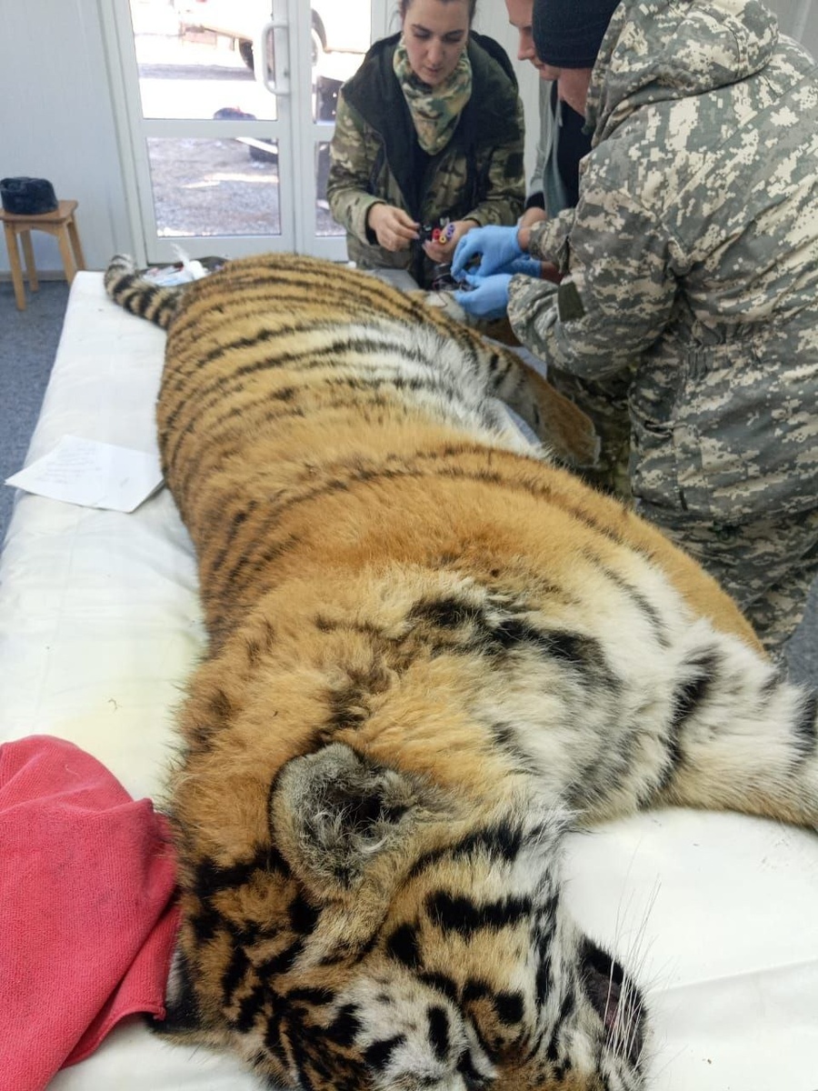     Источник: siberian_tiger_center