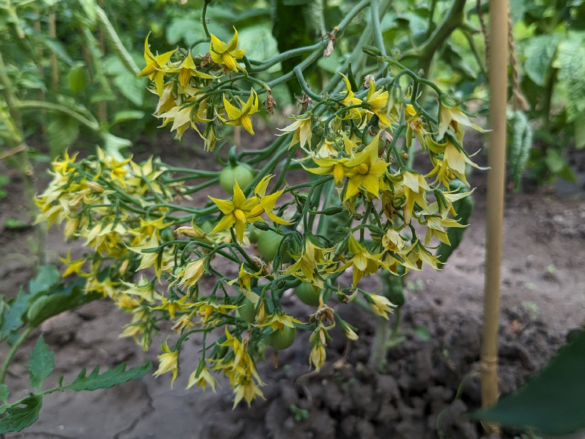 Кисть честно завязывается вся