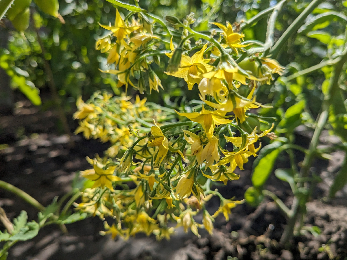 Красиво же цветет?