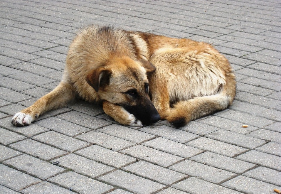 Фото с konkovo.mos.ru для примера