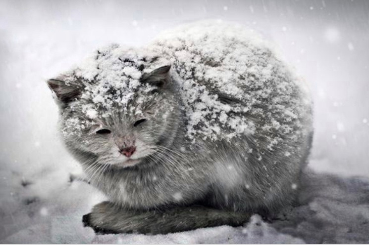 Фото с drive2.ru для примера