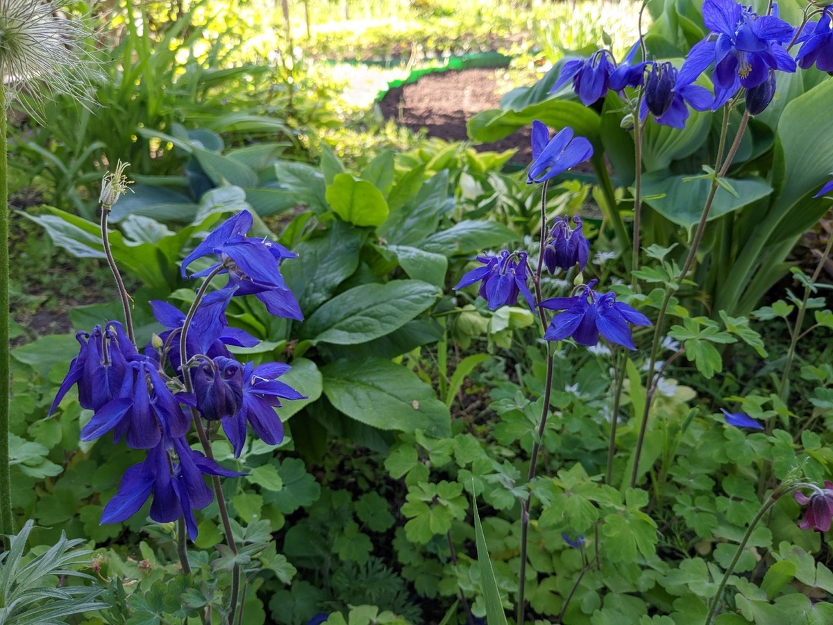 Голубая аквилегия - один из цветов моей памяти детства