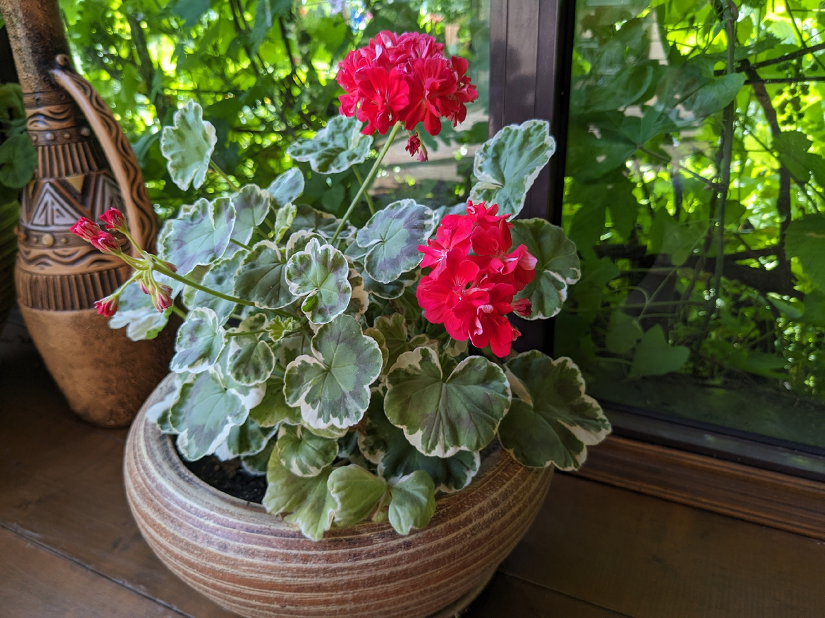 Пеларгония зональная Oliver Welfare