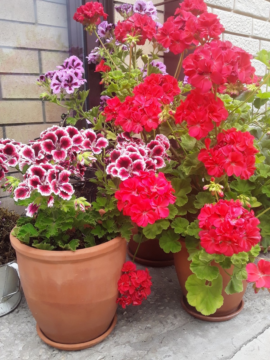 Неизвестная зональная пеларгония