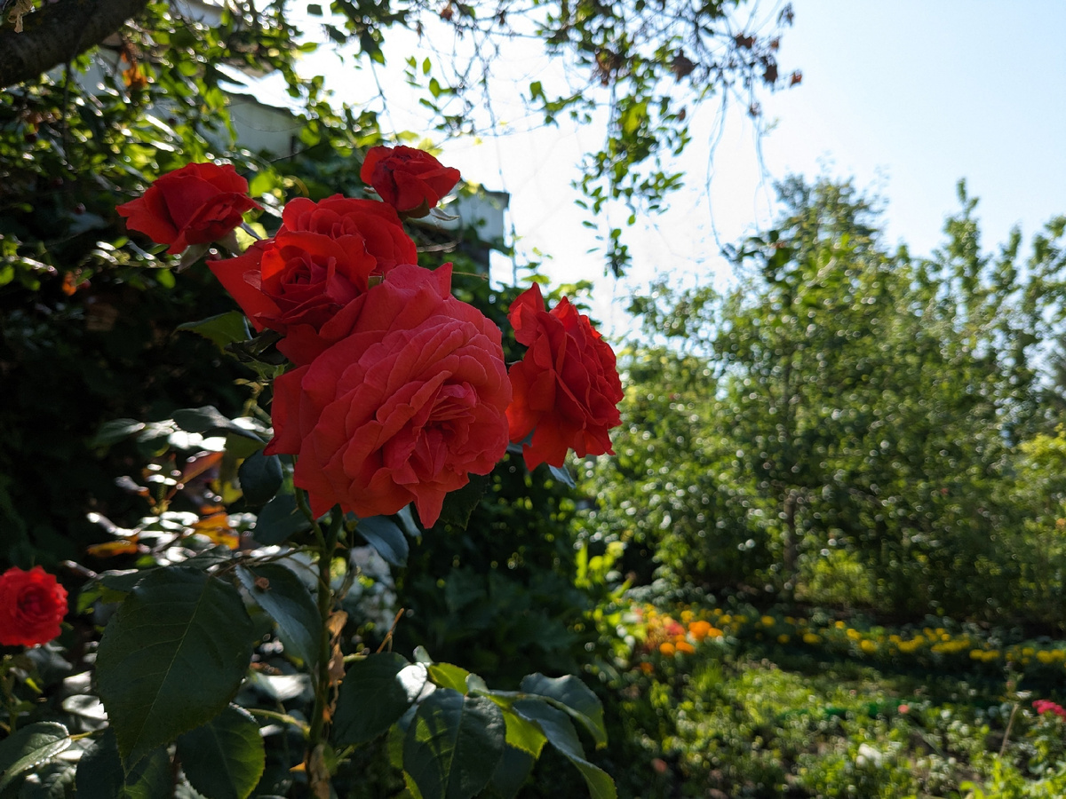 Плетистая роза, сорт Salita