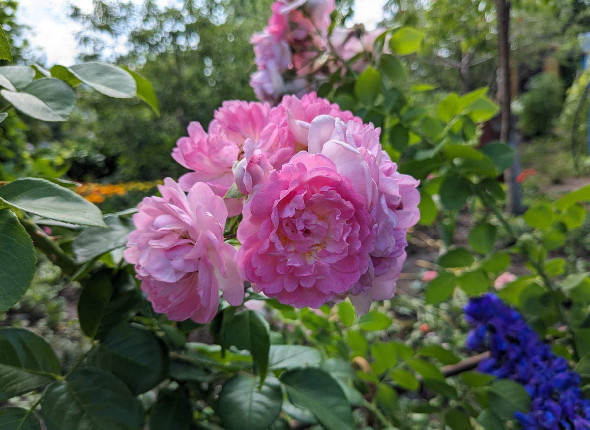 Плетистая роза, сорт Jasmina