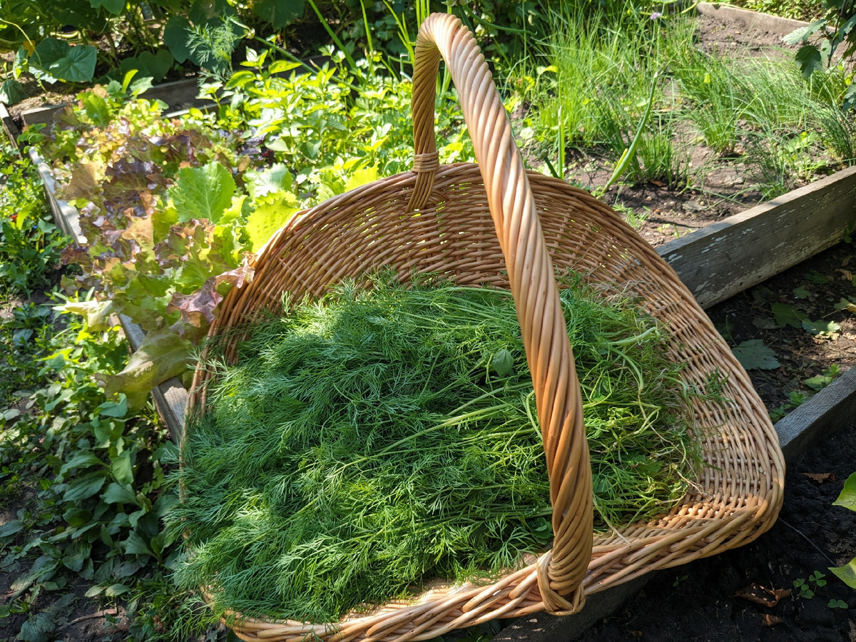 Грядка с зеленью 