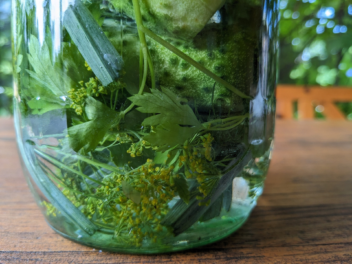 Цветы укропа - разве не красота?