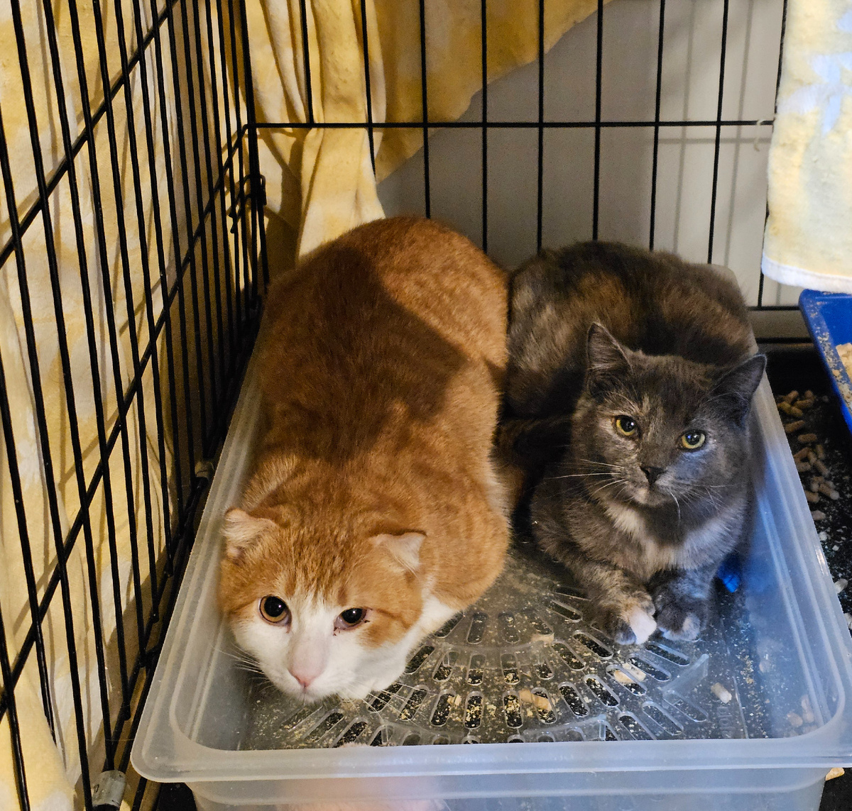 Фото автора. Малышики.