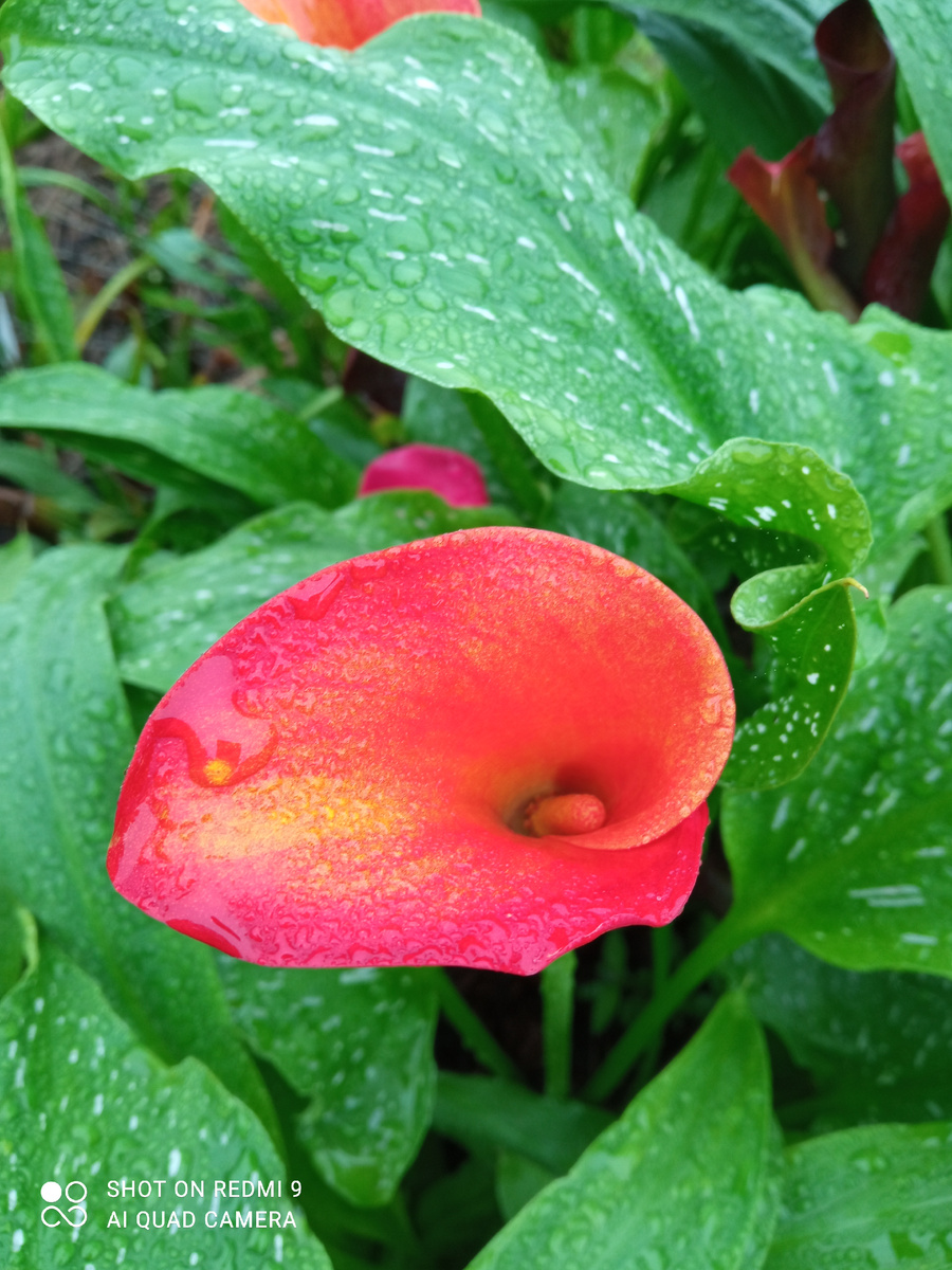 Эта красотка расцвела первой, очень красивая. 