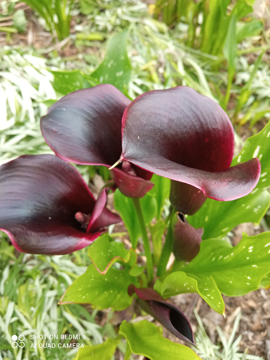 Эта калла очень удивила меня, такую я не заказывала, но она появилась. Иногда пересорт очень хорош. 