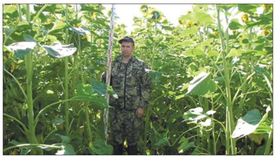  Курганная группа Горьковское, курган №1. 