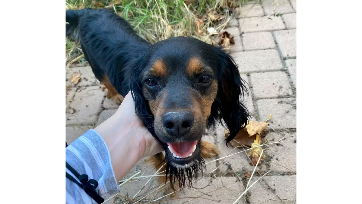    Бенджи был в надежных руках