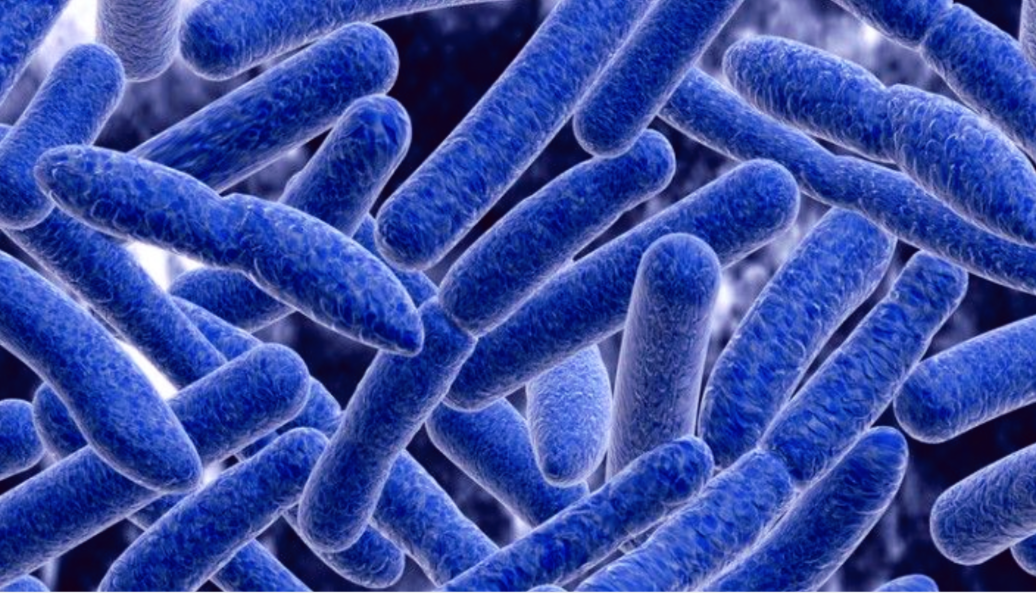 Клостридия ботулизма имеет 8 сероваров, но ботулизм вызывают чаще типы А, В и Е