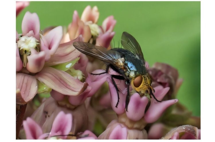    Без мух не будет шоколада