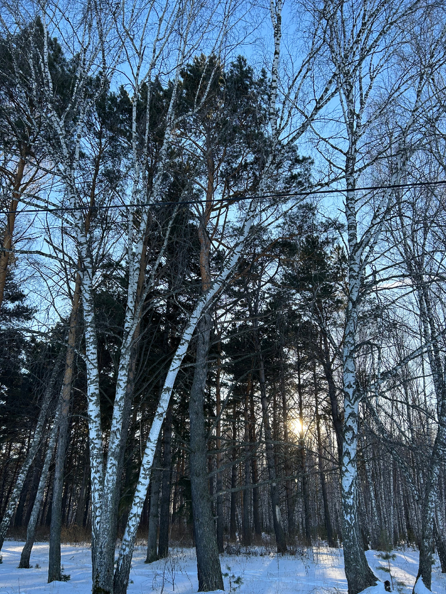 Где-то здесь есть дятел