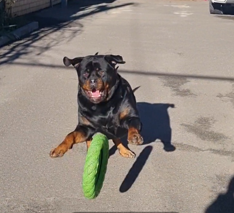 А у нас солнышко вышло и снег потаял! 