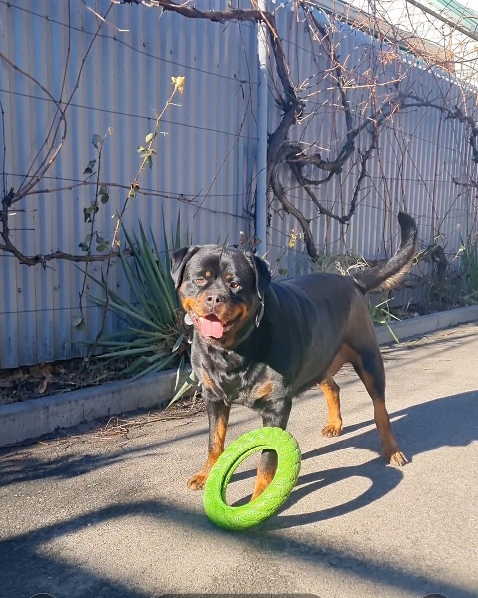 Играем в кольцо