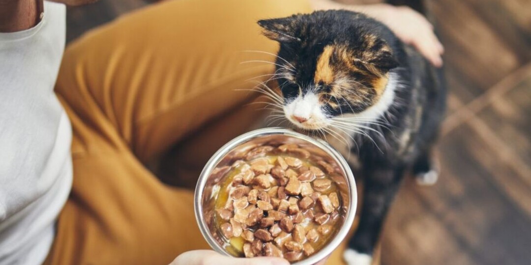 Как повысить аппетит у кошки: помогаем питомцу вернуть интерес к еде