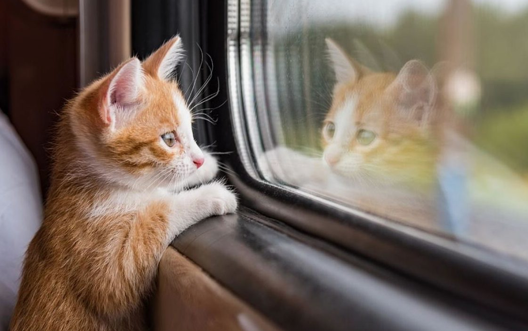 Кот по имени Джордж пропал из дома в графстве Уилтшир. Хозяева отчаялись его найти, но через два года им позвонили из Шотландии — за 800 километров от их дома! Джордж спокойно поселился на ферме, куда его приютили местные жители. Он успел подружиться с местными животными, но, услышав голос своих хозяев, немедленно узнал их и, похоже, был рад вернуться домой.