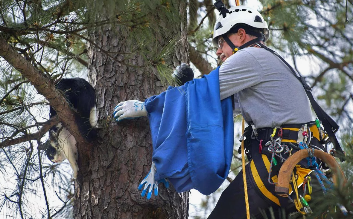В одной московской многоэтажке кошка по имени Мурка провалилась в вентиляционную шахту. Ее жалобное мяуканье напугало соседей, которые думали, что животное застряло насмерть. Пришлось вызывать спасателей, чтобы разобрать часть стены. Когда кошку достали, она тут же убежала, словно ничего не произошло. Хозяйка, извиняясь, пообещала угостить бригаду тортом, чтобы загладить вину.