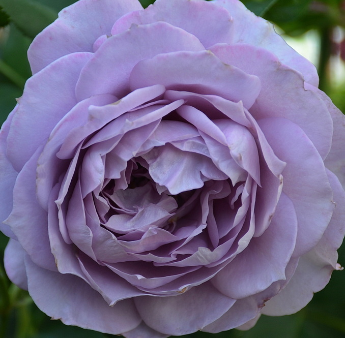 Роза Новалис