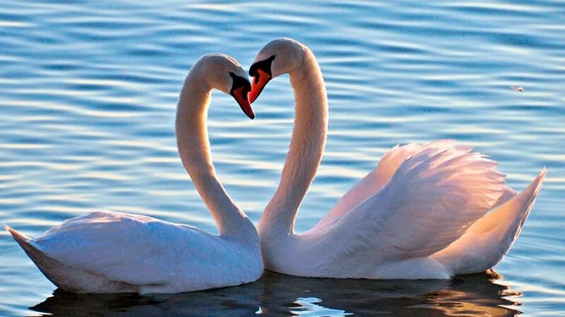     Белые лебеди. faunistics.com