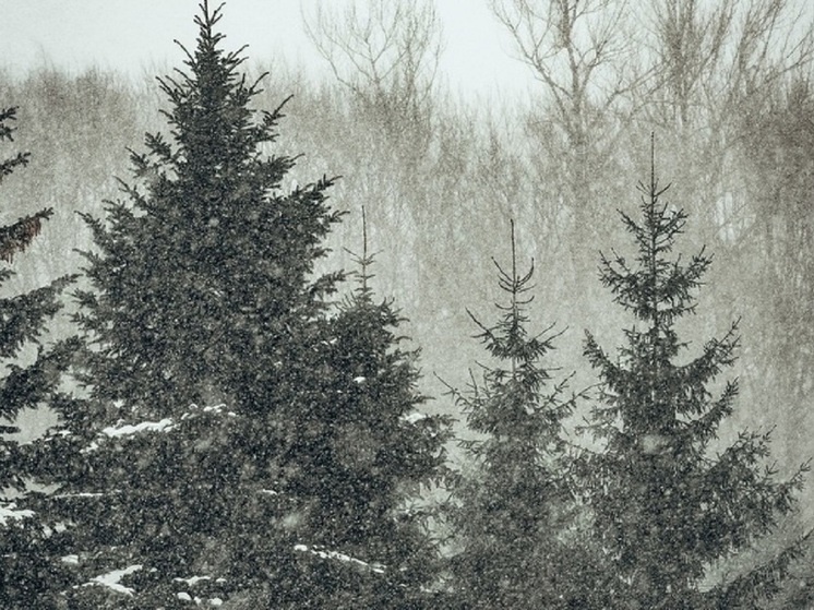     фото принадлежит SM-News, автор - Светлана Мулыкина