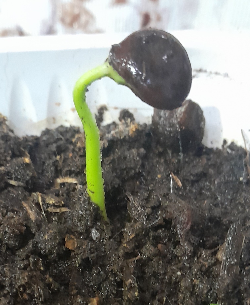 Росточек в скорлупе