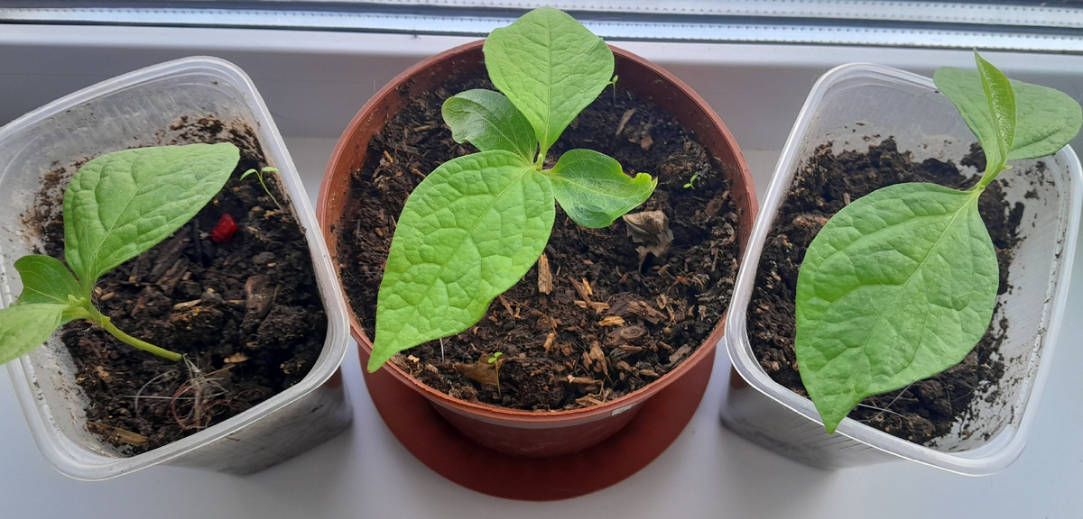 Деревцам два месяца