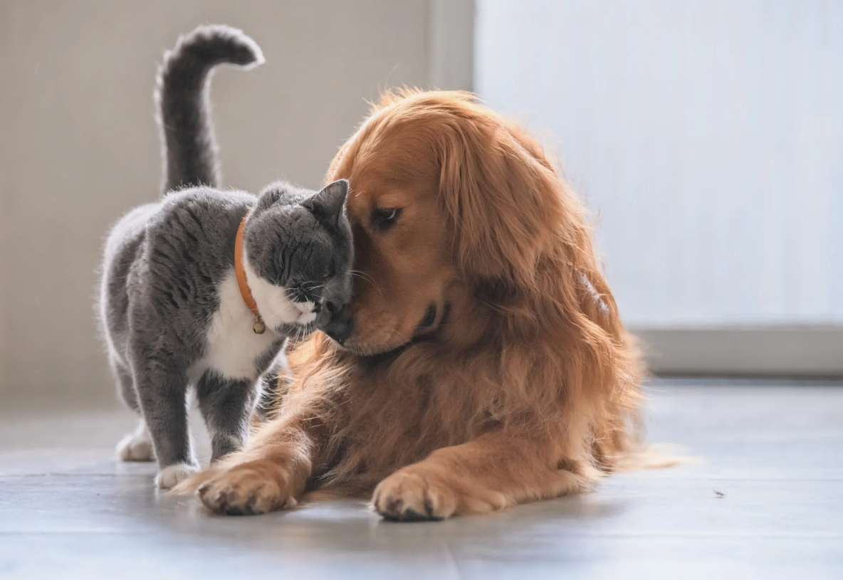 Как кошка с собакой...